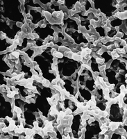 SMWP02400密理博MF親水MCE表面濾膜5.0μm，24mm，白色，光面